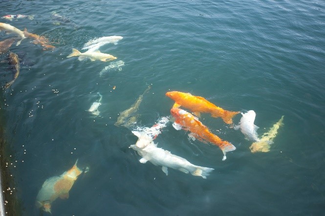 carp swimming