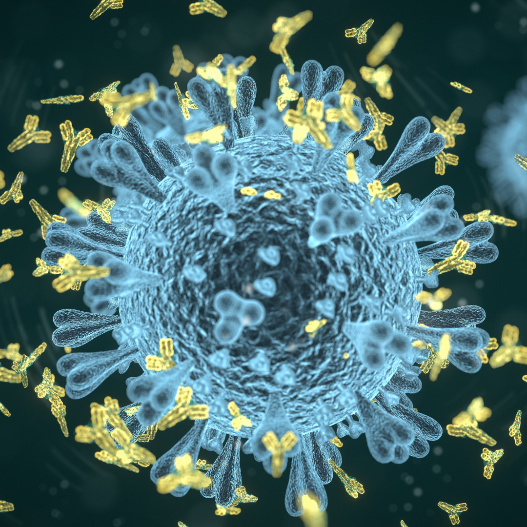 antibody image